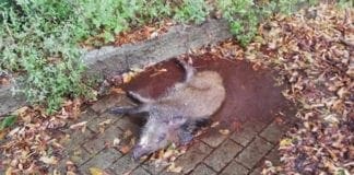 Peste suina, analisi su altre sei carcasse ritrovate nei boschi tra Campo Ligure e Rossiglione