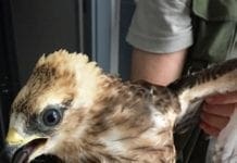 Vado Ligure, falco pecchiaiolo ferito alla gola recuperato dall’Enpa