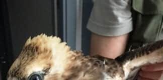 Vado Ligure, falco pecchiaiolo ferito alla gola recuperato dall’Enpa