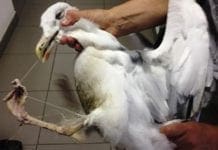 Finale Ligure, salvato gabbiano incastrato in una lenza