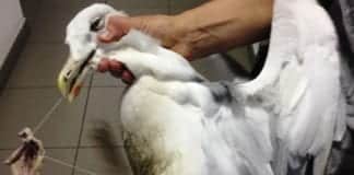 Finale Ligure, salvato gabbiano incastrato in una lenza