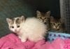 Spotorno, niente cibo agli animali per strada, insorgono gli ambientalisti gatti