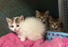 Genova, gattini seviziati anche a Quezzi gatti