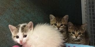 Genova, gattini seviziati anche a Quezzi gatti