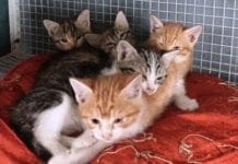gatti