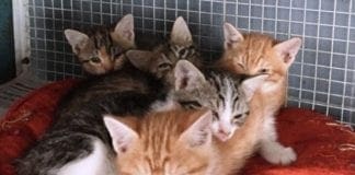 Genova, Oasi Gatti Felici cerca volontari gatti