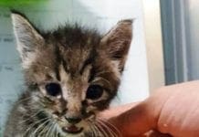 Savona – Gattina ritrovata tra i rovi dalla Municipale