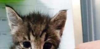 Savona – Gattina ritrovata tra i rovi dalla Municipale