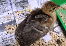 Pavoni vaganti tra Genova e Savona, gli esemplari della specie sono in crescita