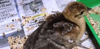 Pavoni vaganti tra Genova e Savona, gli esemplari della specie sono in crescita