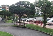 Recco – Pitosforo rischia di cadere sul Lungomare, abbattuto