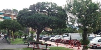 Recco, via libera al taglio dei pitosfori in Passeggiata