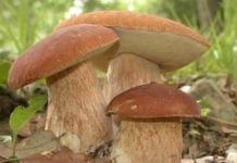 Lite per la raccolta di funghi, ferito il proprietario Funghi porcini