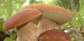 Propata, mangiano funghi raccolti vicino casa, lei muore, lui gravissimo Funghi porcini