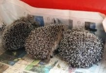 Emergenza ricci in Liguria, il maltempo mette a rischio le nidiate tardive