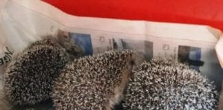 Emergenza ricci in Liguria, il maltempo mette a rischio le nidiate tardive