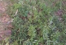 Castelletto – Salita delle Battistine trasformata in un prato con carcasse di animali e siringhe