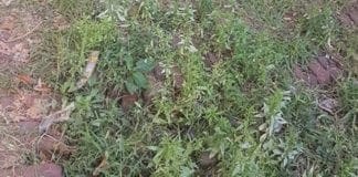 Castelletto – Salita delle Battistine trasformata in un prato con carcasse di animali e siringhe