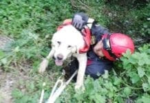 Vigili del Fuoco salvano cane caduto in un dirupo a Bolano
