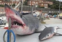 Arenzano – Pescati due squali al largo della costa