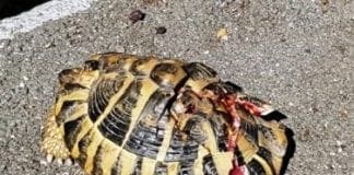 A Tovo San Giacomo – Tartaruga di terra investista, soccorsa dai volontari