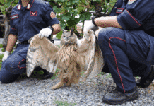 Gufo reale muore folgorato su traliccio Enel nel Parco delle 5 Terre gufo reale folgorato 5 terre