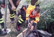 Voltri – Vigili del fuoco salvano asinello caduto in un pozzo