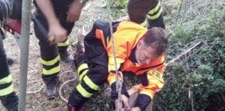 Voltri – Vigili del fuoco salvano asinello caduto in un pozzo
