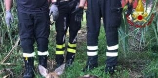 Vigili del Fuoco salvano cucciolo di capriolo a Sarzana