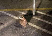 Conigli liberi per strada a Quinto conigli per strada a Quinto