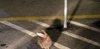 Conigli liberi per strada a Quinto conigli per strada a Quinto