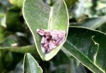 Genova – Invasione di Ricania Speculum, un nuovo insetto cinese