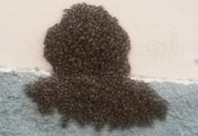 Albaro -Sciame d’api davanti al supermercato di via Cavallotti