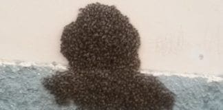 Albaro -Sciame d’api davanti al supermercato di via Cavallotti