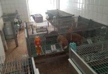 Sturla – Allevamento di animali nascosto in casa, denunciato il proprietario coniglie fagiani in casa