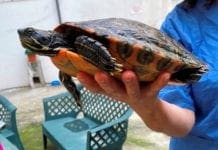 Tartarughe d’acqua dolce “spiaggiate” nel Savonese dopo il maltempo tartaruga acqua dolce, salvata
