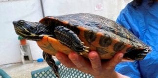 Pegli, via le tartarughe dal lago di Villa Pallavicini, Comune: sono straniere tartaruga acqua dolce, salvata