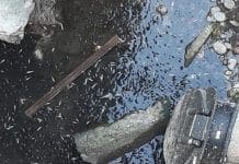Sturla – Moria di pesci intrappolati alla foce del torrente
