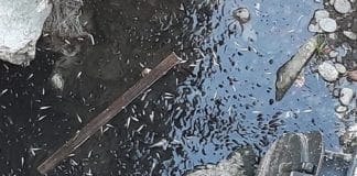 Sturla – Moria di pesci intrappolati alla foce del torrente