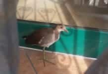 Pegli – Gallinella d’acqua si rifugia in un negozio e poi viene travolta da auto