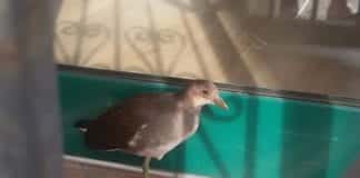 Pegli – Gallinella d’acqua si rifugia in un negozio e poi viene travolta da auto