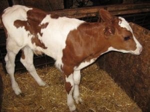 vitello-stalla-mucca