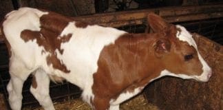 Alluvione i n Valle Stura – Allevamenti isolati e mucche in sofferenza vitello-stalla-mucca