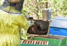 Apicoltura in crisi in Liguria, produzioni minacciate dal maltempo arnie api miele parco Beigua