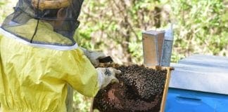 Apicoltura, nuovi corsi per principianti ma occorre informarsi bene arnie api miele parco Beigua