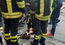 Genova – Cane cade da un balcone, soccorso dai Vigili del Fuoco – FOTO