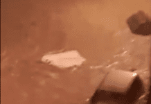 Maltempo a Genova – Allagamenti, frane e strade chiuse nella notte rio fegino esondato