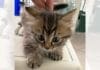 Liguria verso il microchip obbligatorio anche per i gatti gattino