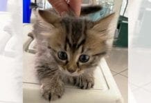 Gatto decapitato a Sestri Ponente, taglia da mille euro per il colpevole gattino