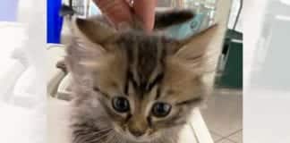 Marola, gattino cade in una cisterna, salvato dai Vigili del Fuoco gattino